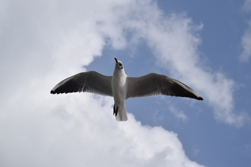 Gaivota céu pássaro voar