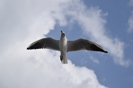 Foto Camar langit burung terbang