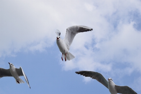 Foto Camar langit burung terbang