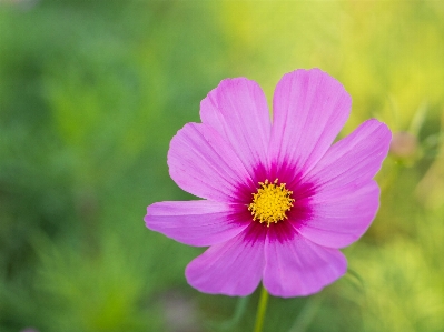 Flower pink garden cosmos flora Photo