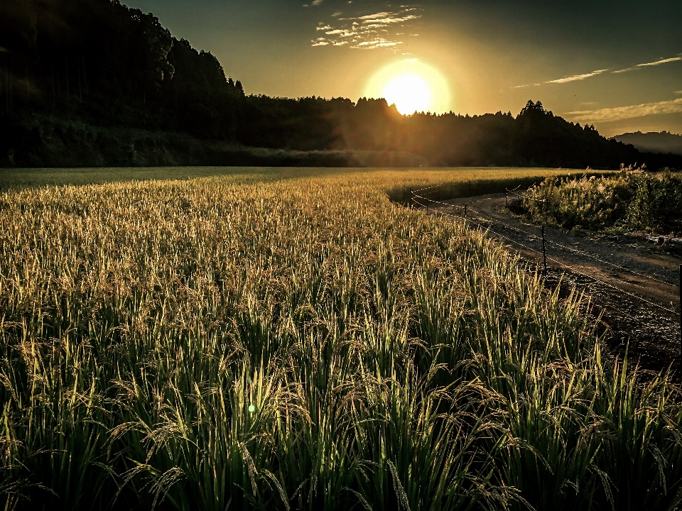 Rice field sunset sun