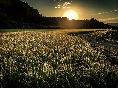 Rice field sunset sun Photo