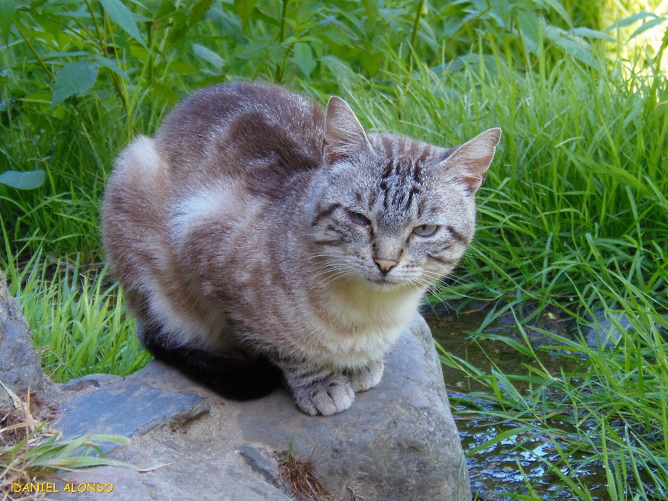 加托
 动物 猫科动物
 猫