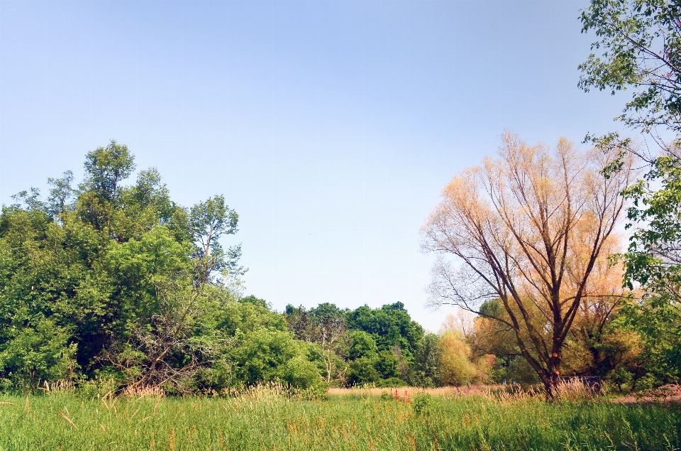 Nature park forest trees