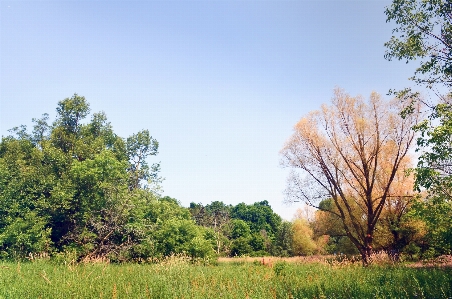 Nature park forest trees Photo