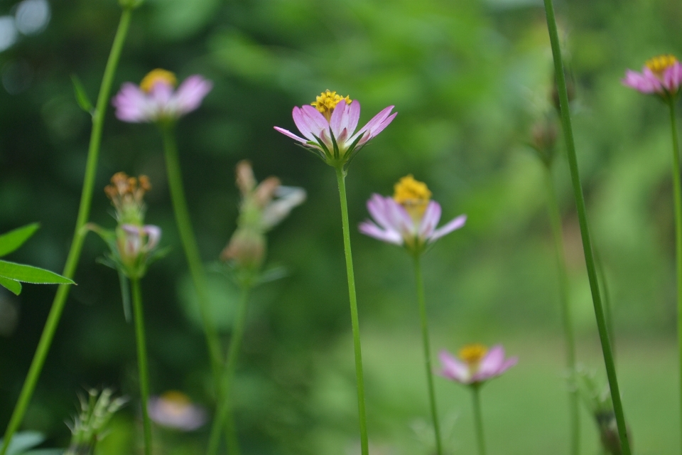 Blumen blume flora wildblume
