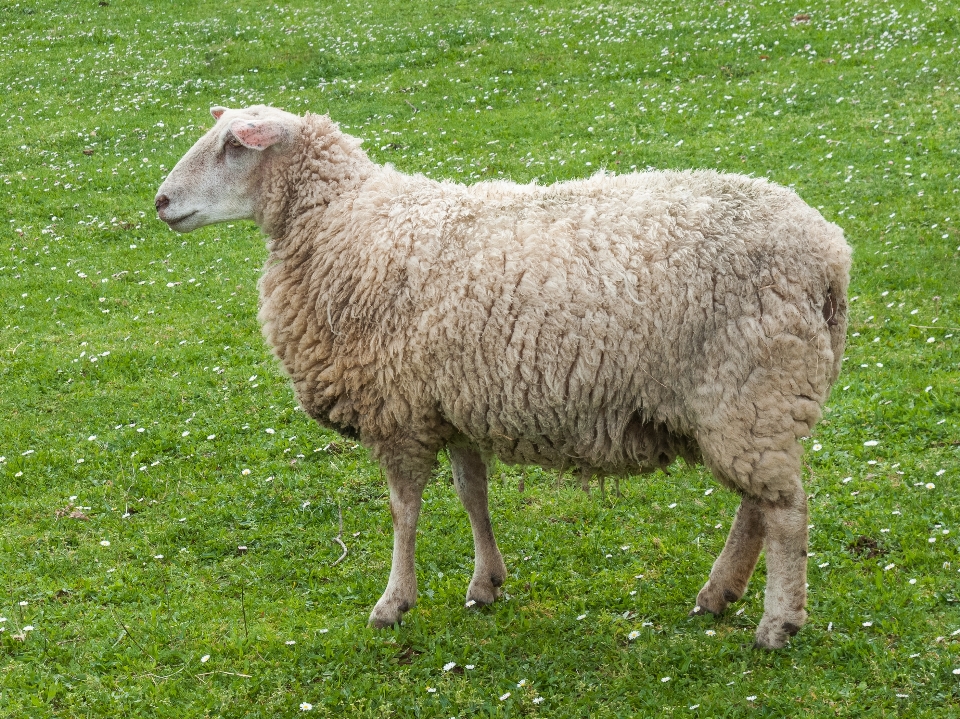 Hewan domba padang rumput
 keluarga kambing sapi
