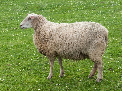 Foto Hewan domba padang rumput
 keluarga kambing sapi
