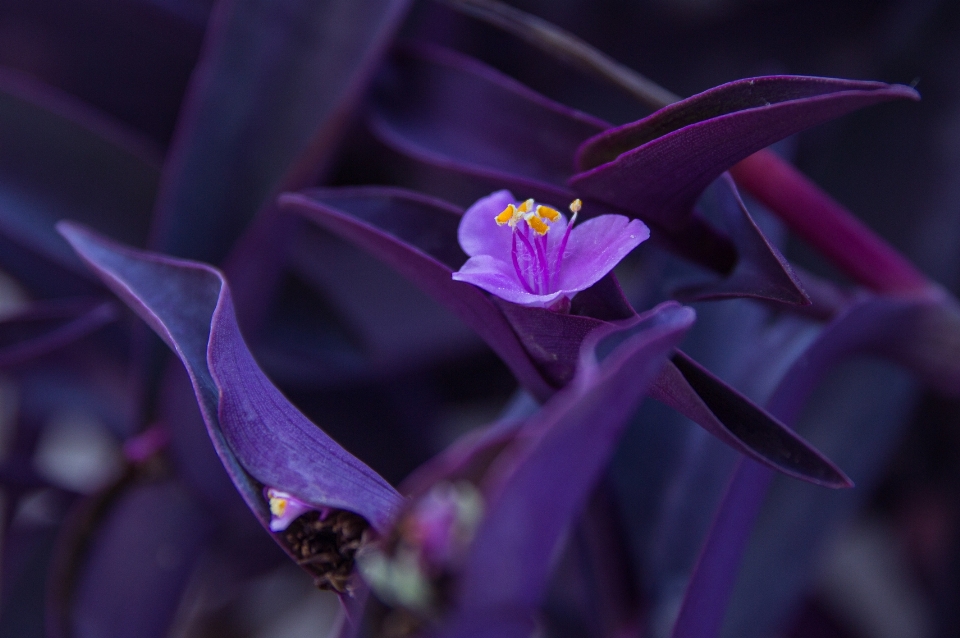 Flower purple blue flora