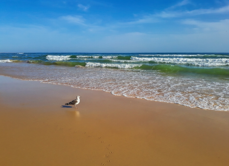 чайка
 море берег водное пространство
