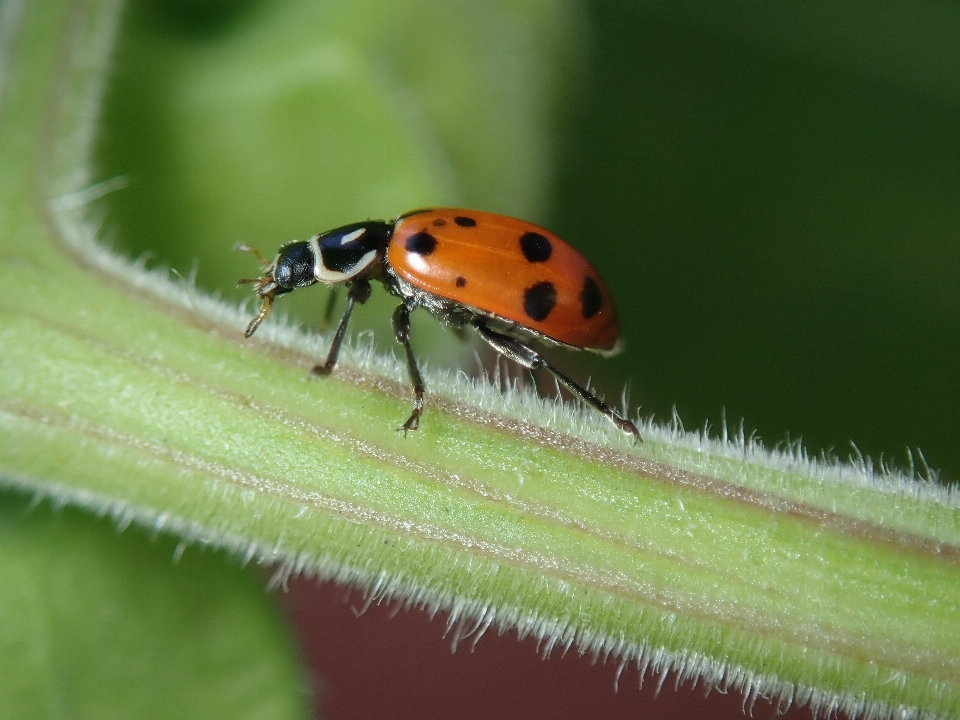 Insecto mariquita parásito escarabajo