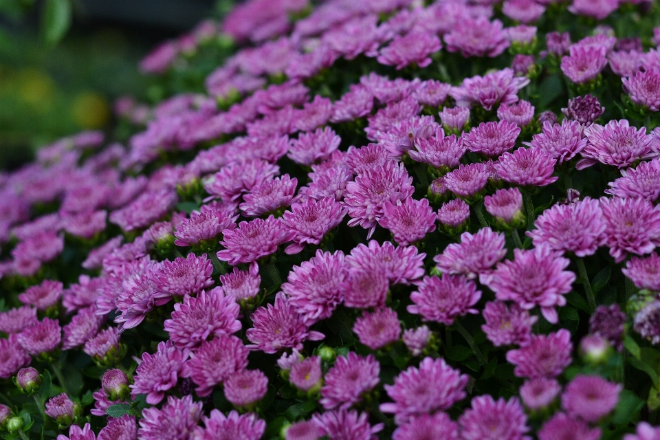 Chrysanthemum mums fall flowers