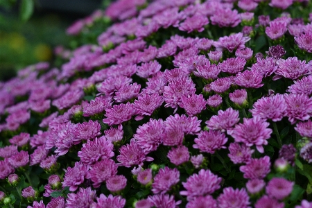 Photo Chrysanthème
 chrysanthèmes automne fleurs