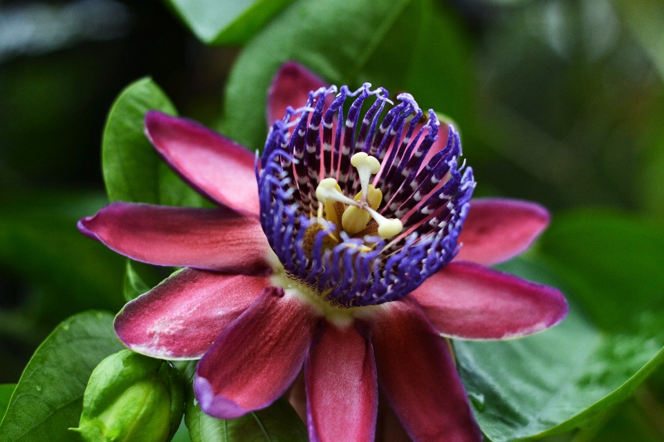 Flor planta de pasion
 familia las flores la pasión
