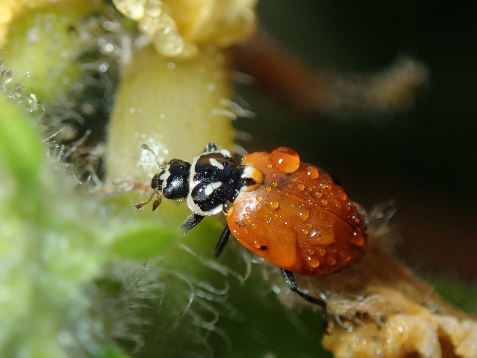 Insecte coccinelle macrophotographie
 fauna