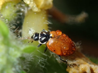 Insect ladybug macro photography fauna Photo