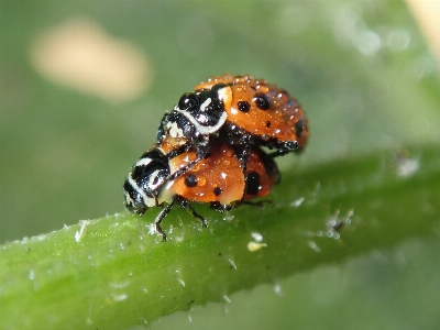 Foto Inseto joaninha besouro fotografia macro
