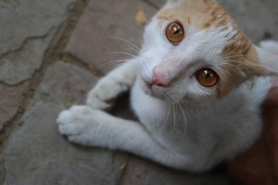 Chat fauna moustaches
 chats de petite à moyenne taille
