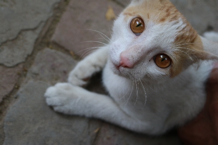 Cat fauna whiskers small to medium sized cats Photo