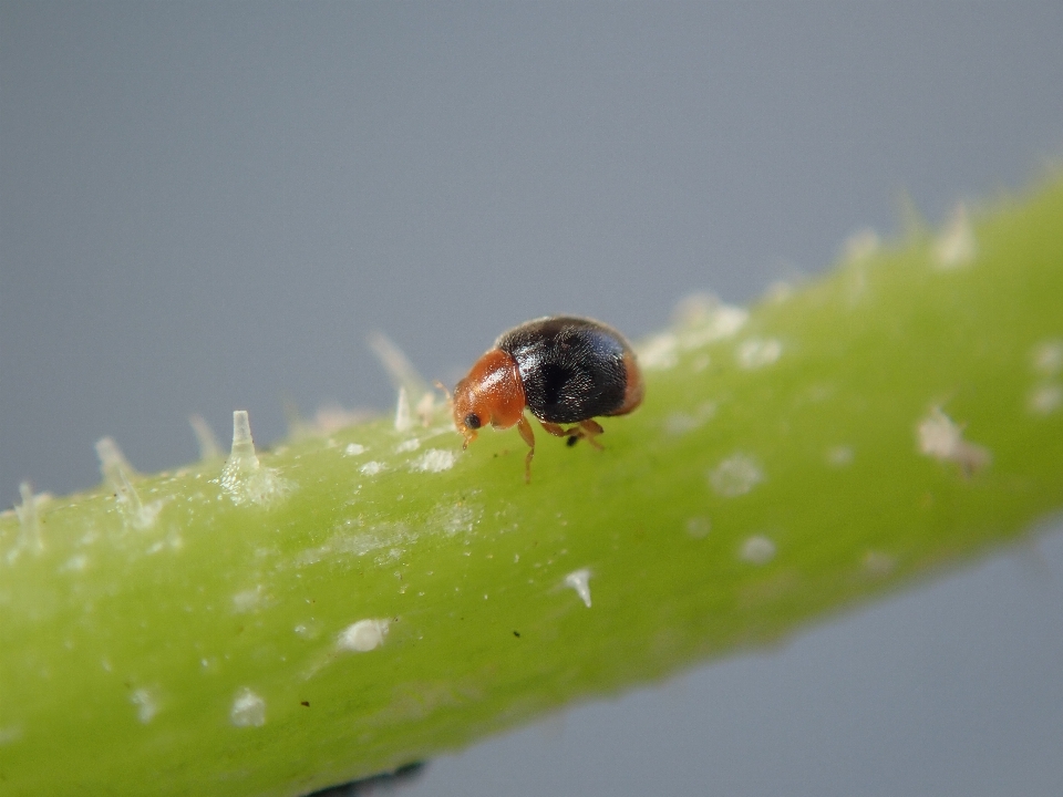 Uğur böceği böcek makro fotoğrafçılık
 fauna