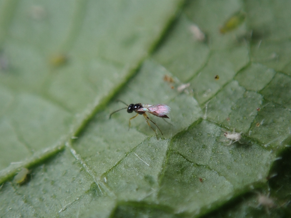 Tawon parasit
 serangga fauna hama