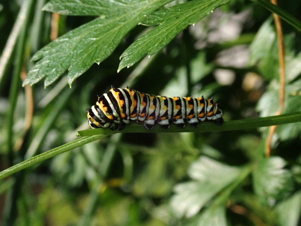 Ulat burung layang-layang
 larva
 serangga