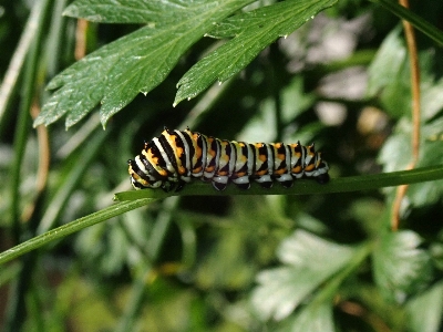 Foto Lagarta rabo de andorinha
 larva
 inseto