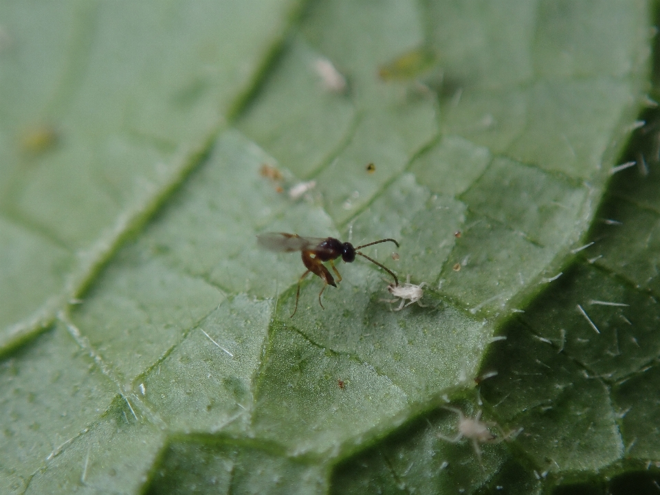 寄生蜂
 昆虫 fauna 害虫