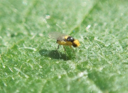 Foto Serangga terbang kuning fauna