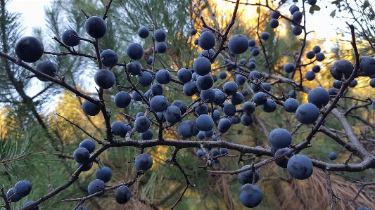 Thorn bush prickly plum Photo