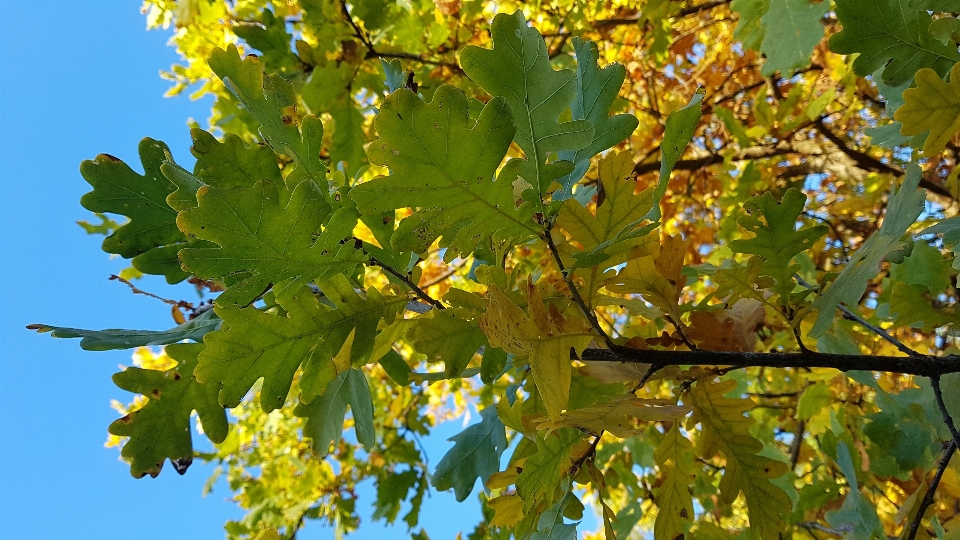 橡木 树叶 秋天 天空