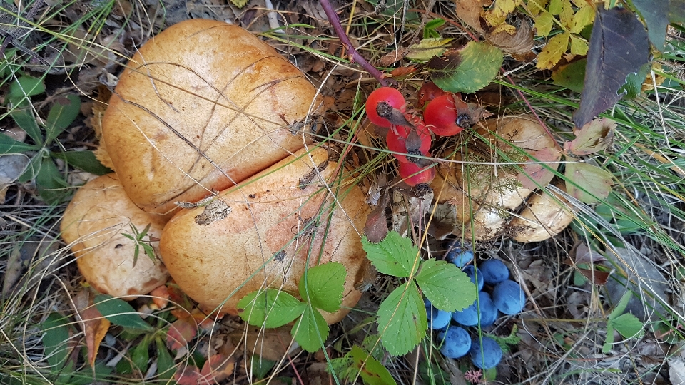 きのこ 自然 森 秋