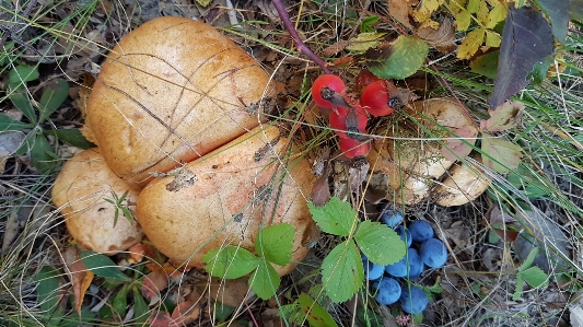 Mushrooms nature forest autumn Photo