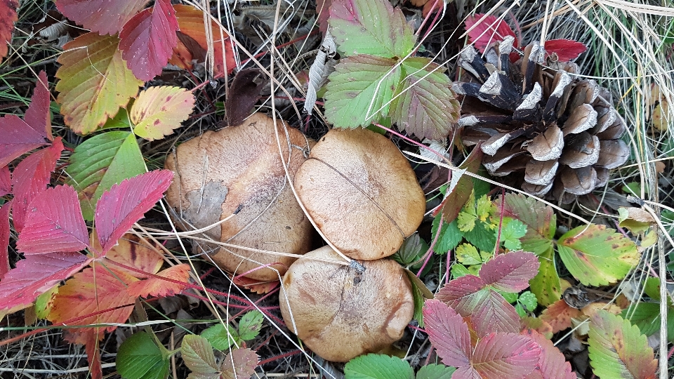 Grzyby natura las jesień