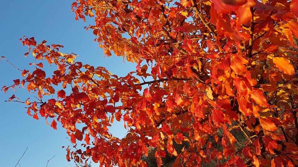 Himmel herbst herbstblätter
 rote blätter
