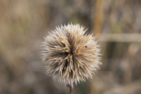 Foto Campo paesaggio natura asciutto