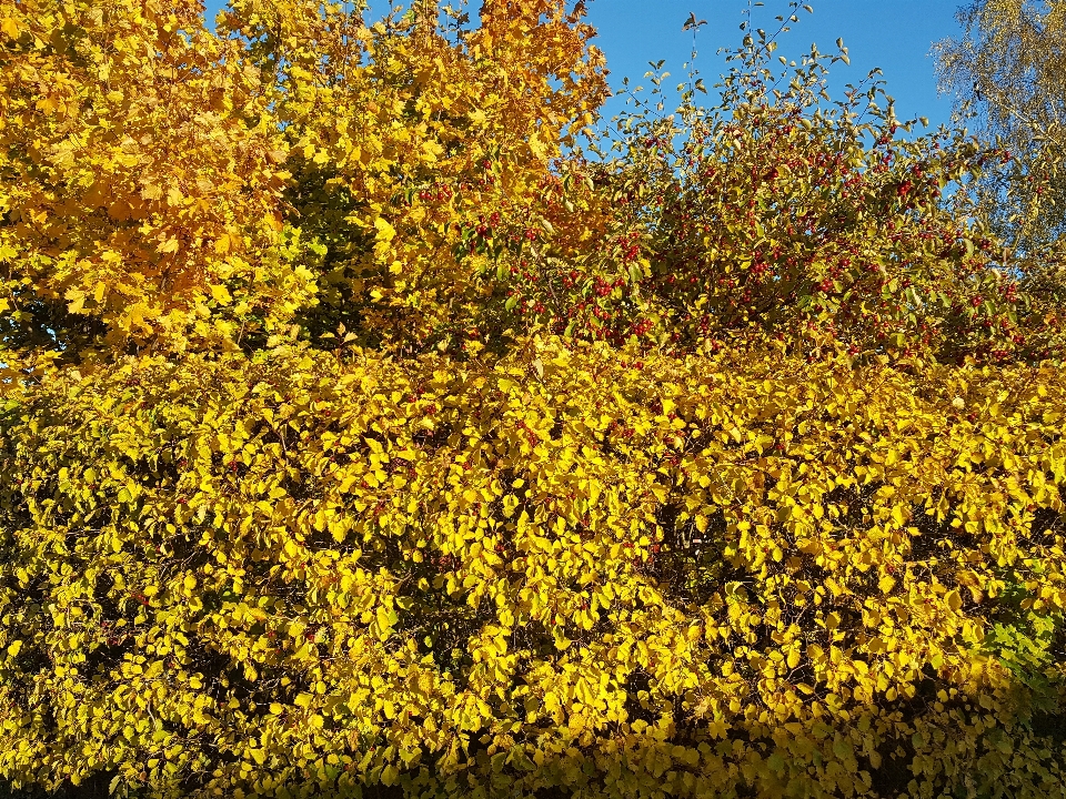 Autumn yellow flora vegetation