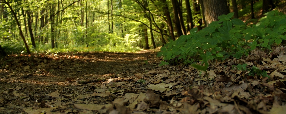 Wald blätter bäume landschaft