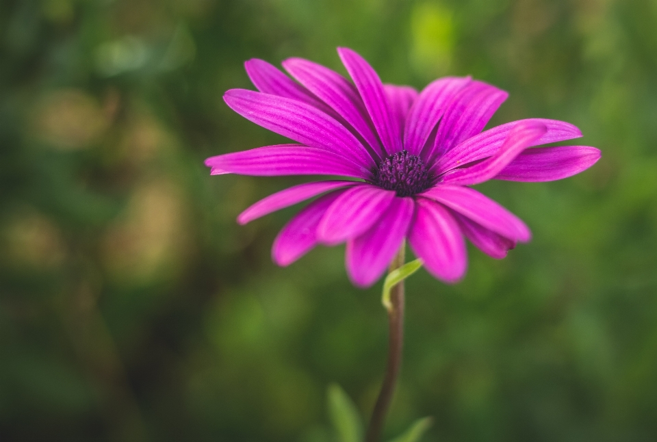 Kwiat flora zakład fioletowy