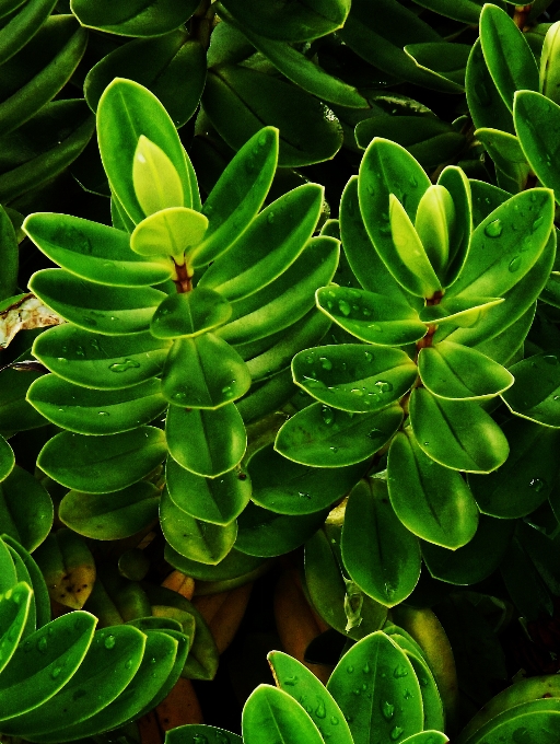 Foglie verde pianta vegetazione