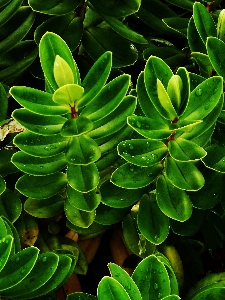 Foto Foglie verde pianta vegetazione