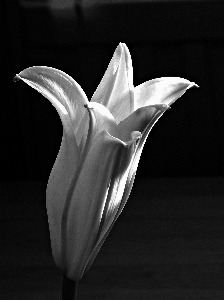 Flower white black and monochrome photography Photo