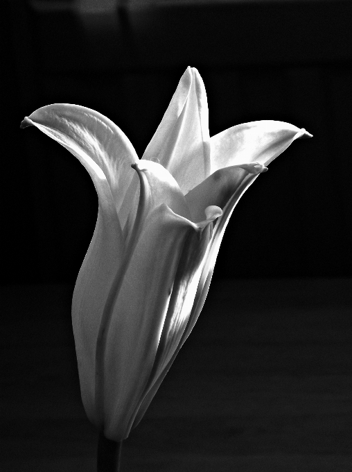 Flower white black and monochrome photography