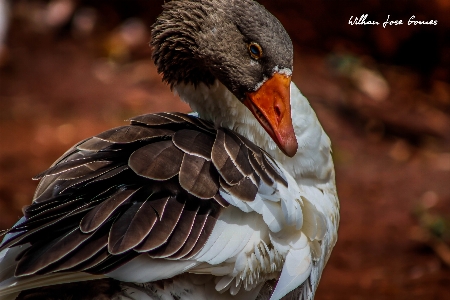 Animals beak bird fauna Photo