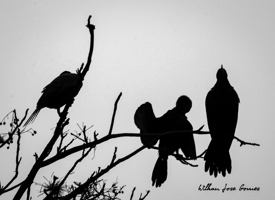 Animais preto e branco
 pássaro silhueta