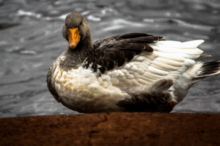 Animals bird water Photo