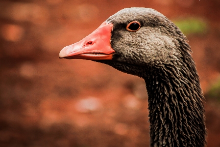 Child beak bird water Photo