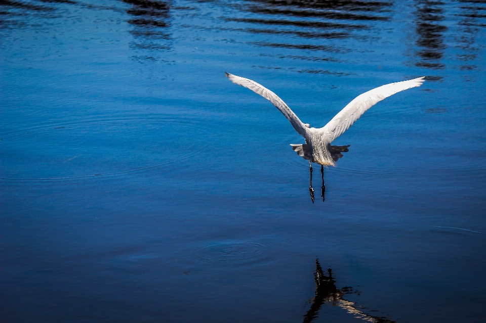 Vogel wasser betrachtung schnabel