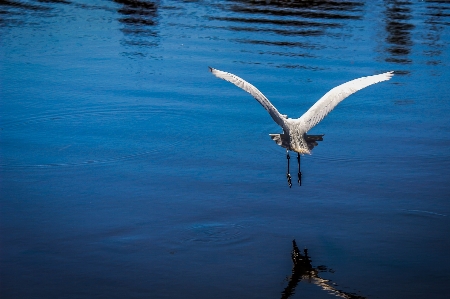 Bird water reflection beak Photo