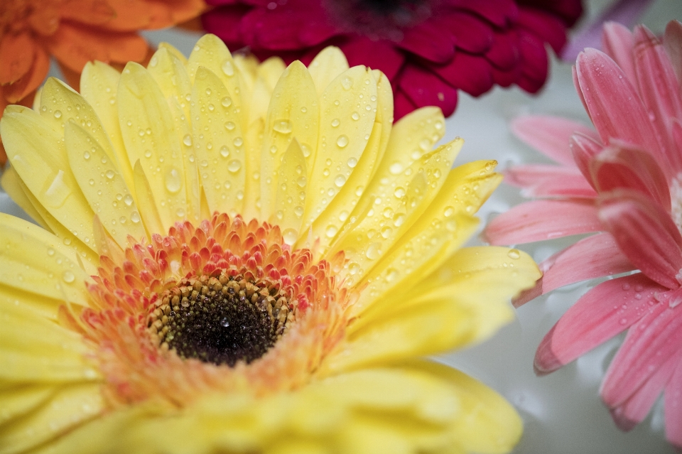 African daisy attractive background beautiful